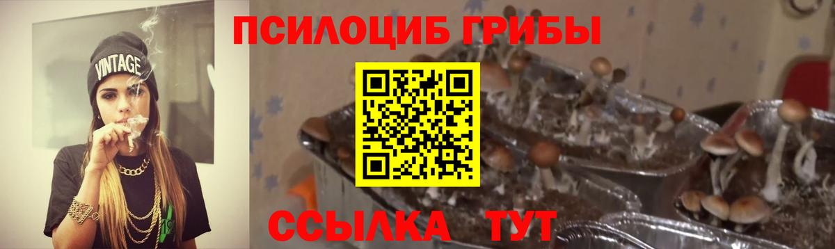 Унеча  Псилоцибиновые грибы Cubensis  Вход с VPN 